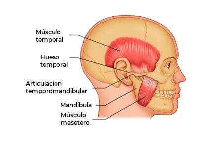 partes de la articulacion temporomandibular